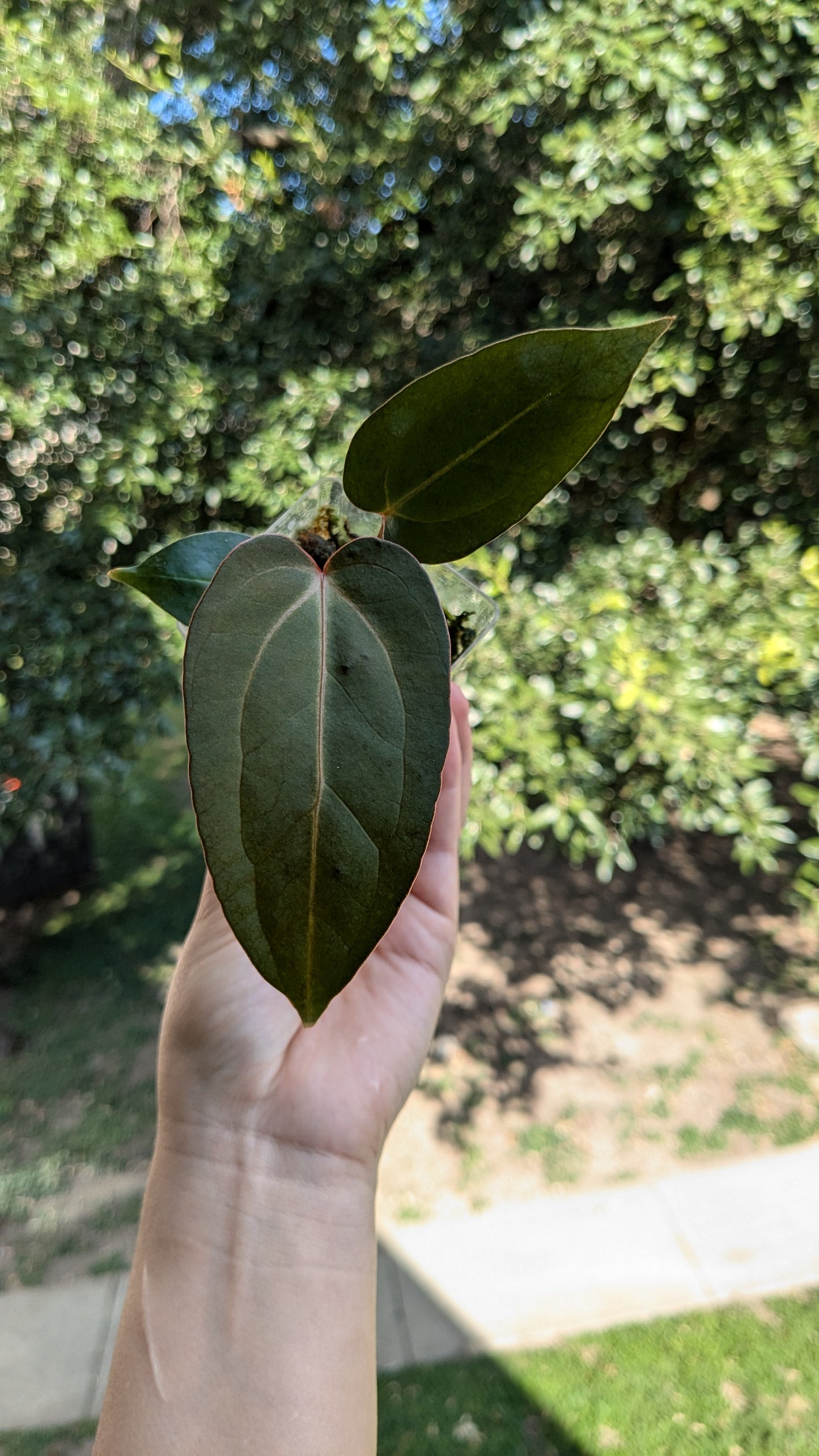 Indo Portilae x Papi Red Stem Starter