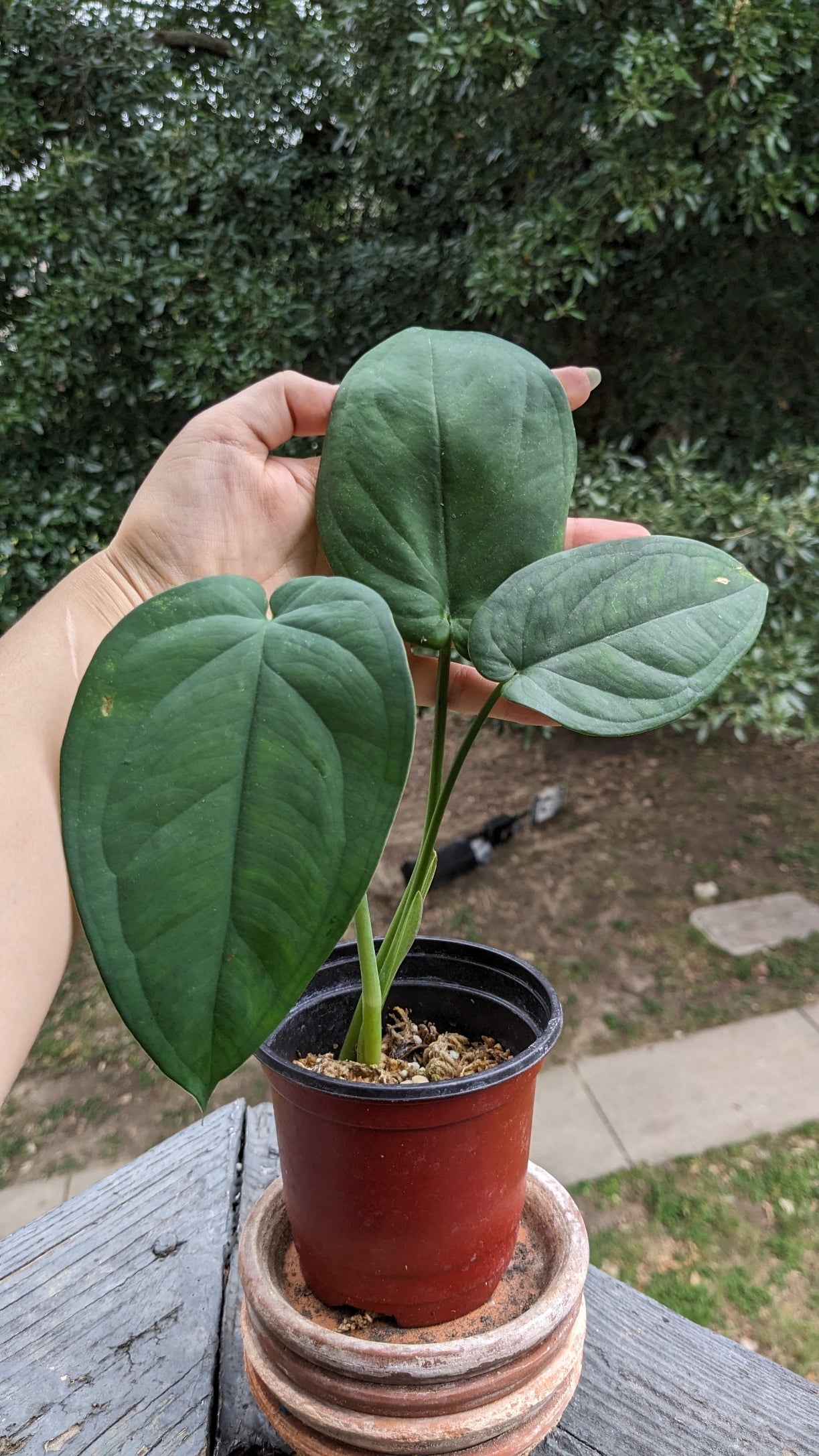 Syngonium Chiapense