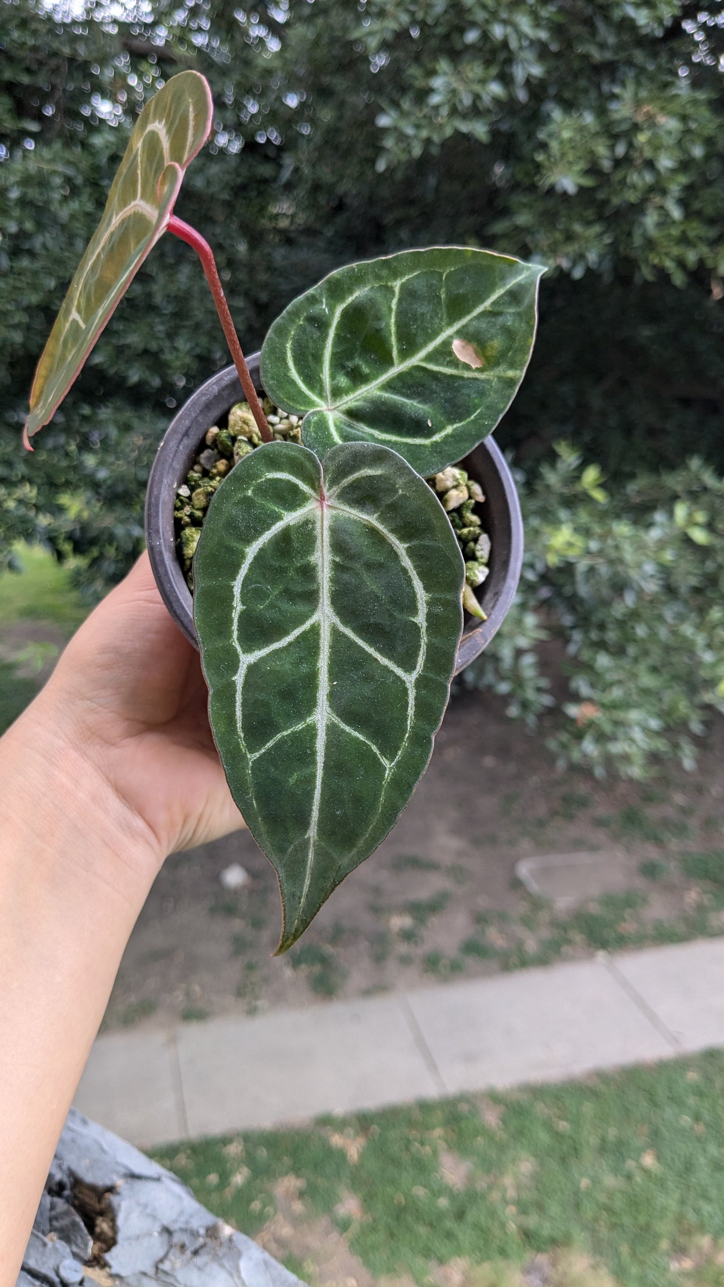 Silver blush x Red Crystallinum