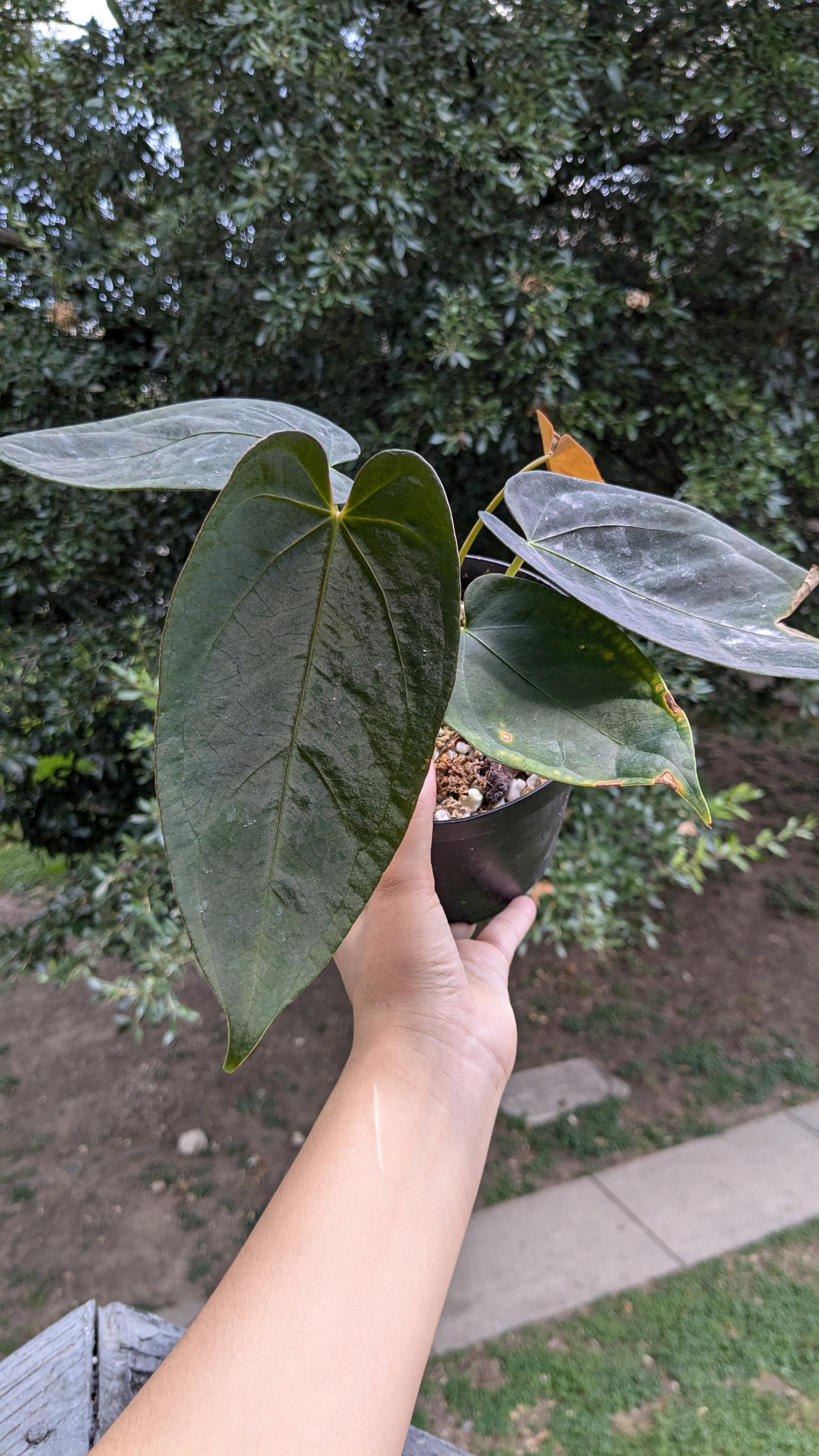 Dark Form Indo Portillae
