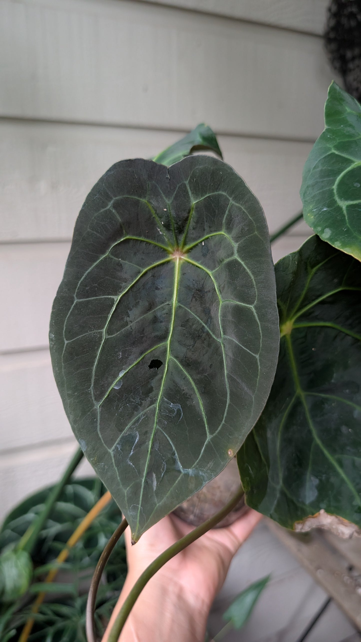 Anthurium Papi x Red Spider Hybrid chonk