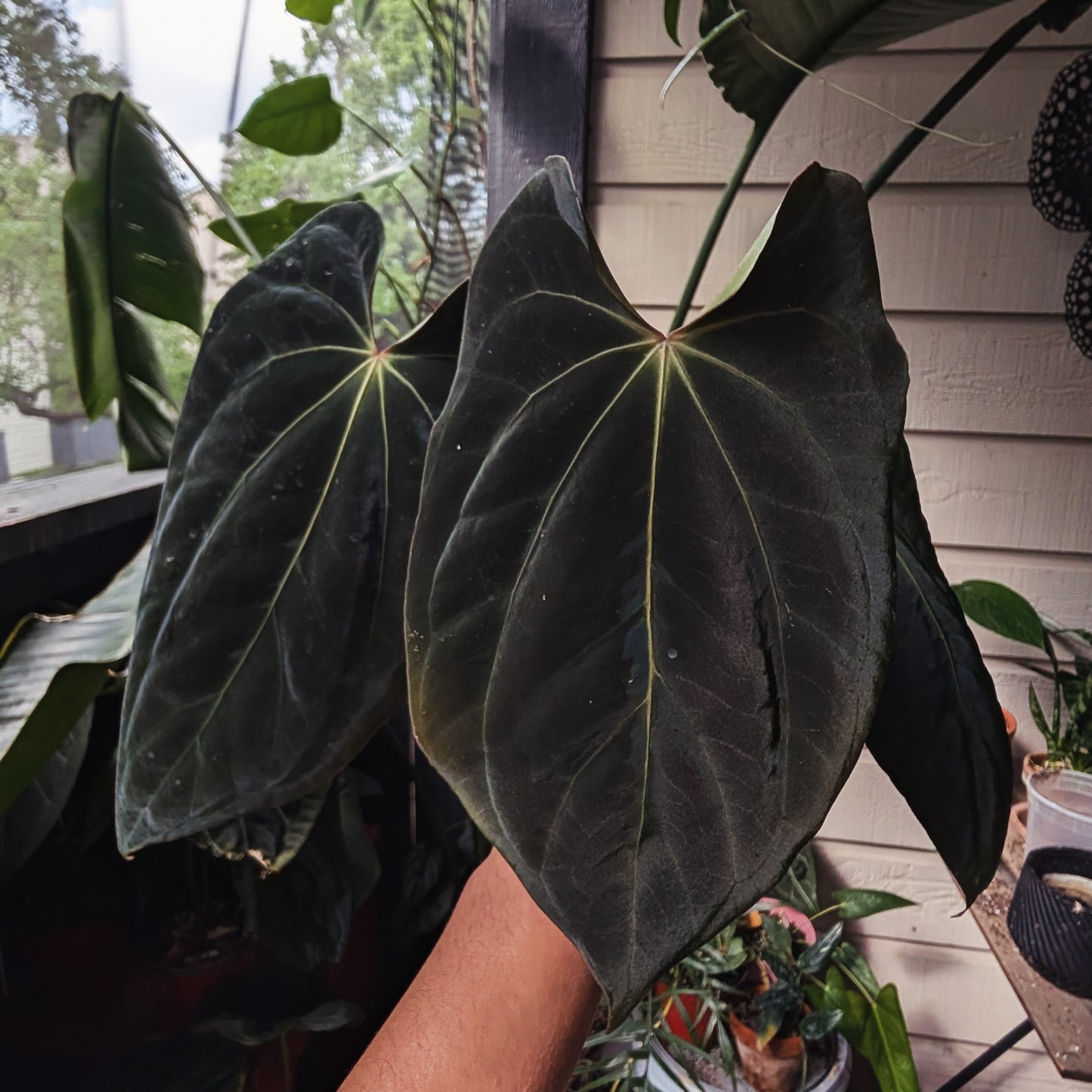 Spider Besseae X BVEP