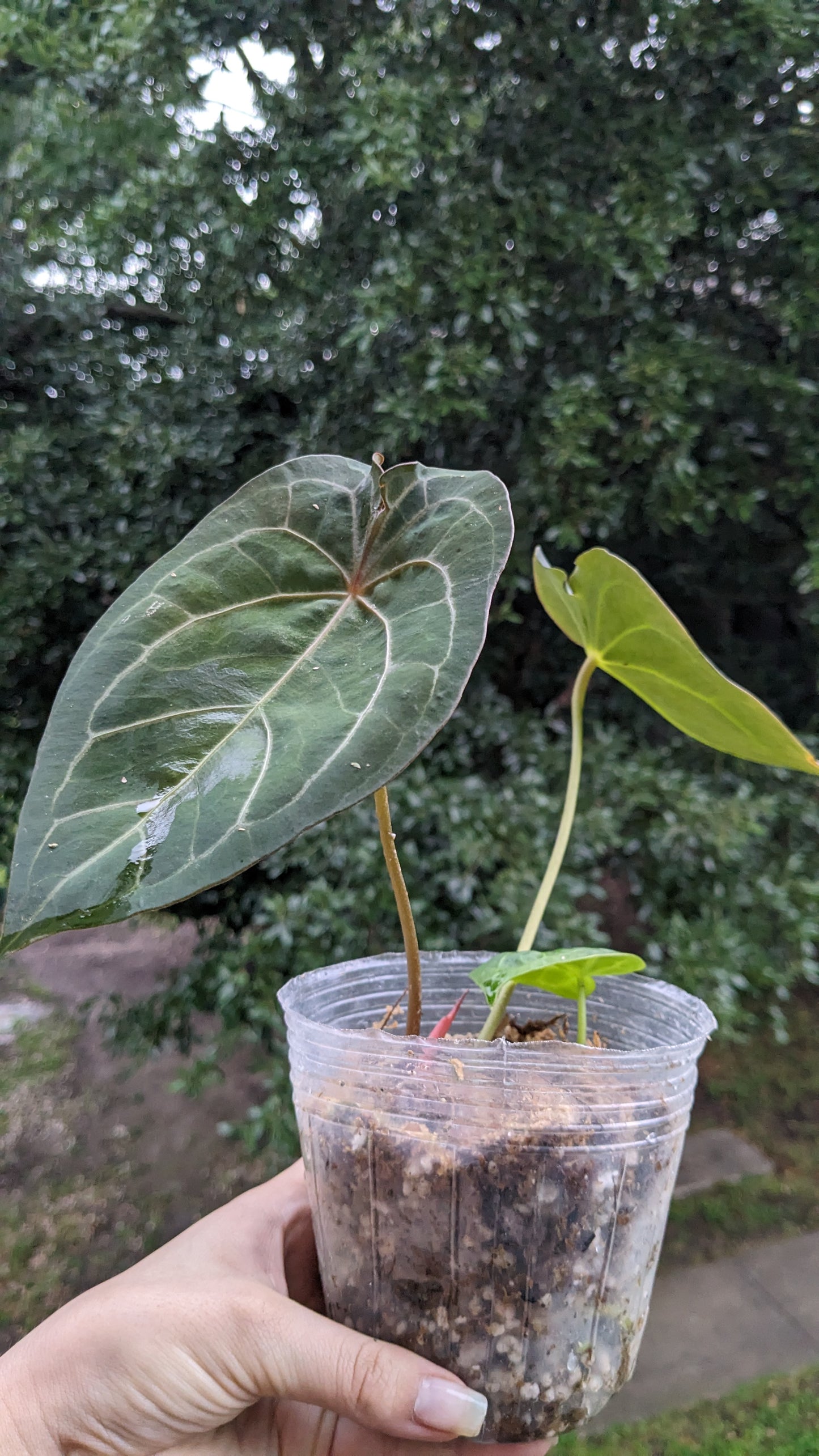 Anthurium Papi x Red Spider Hybrid chonk