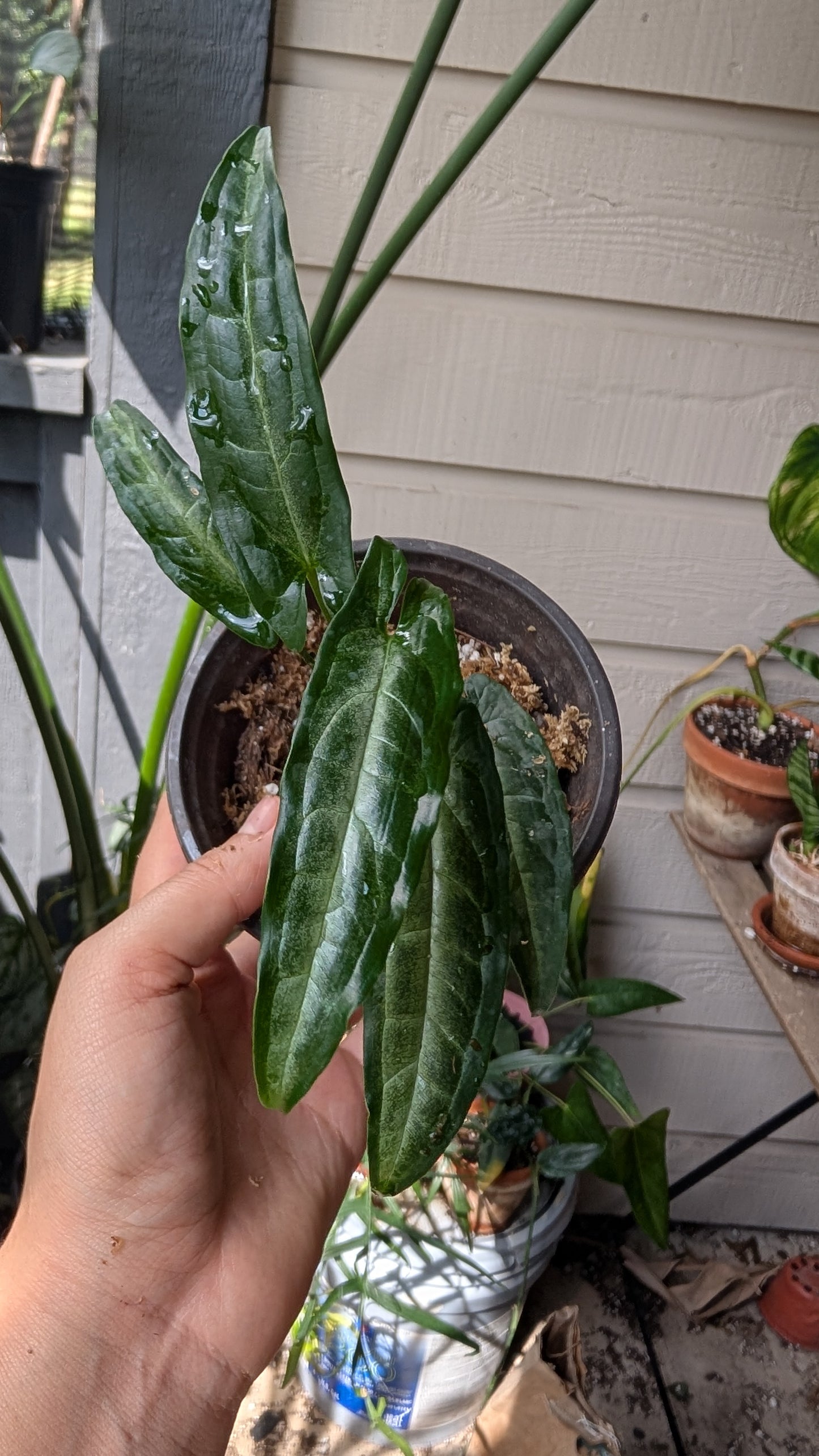 Syngonium SP Peru