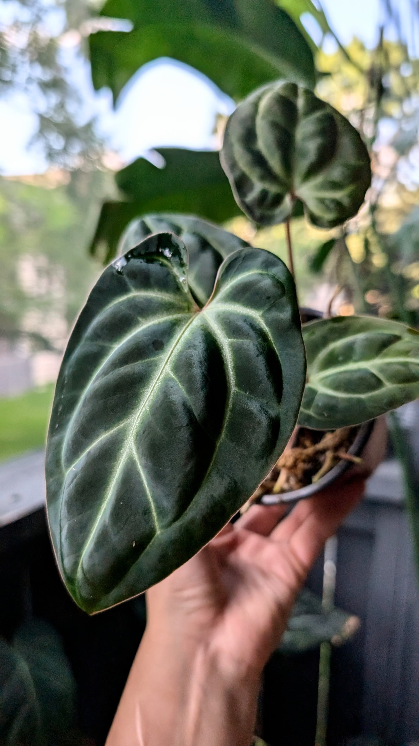 Anthurium Besseae AFF