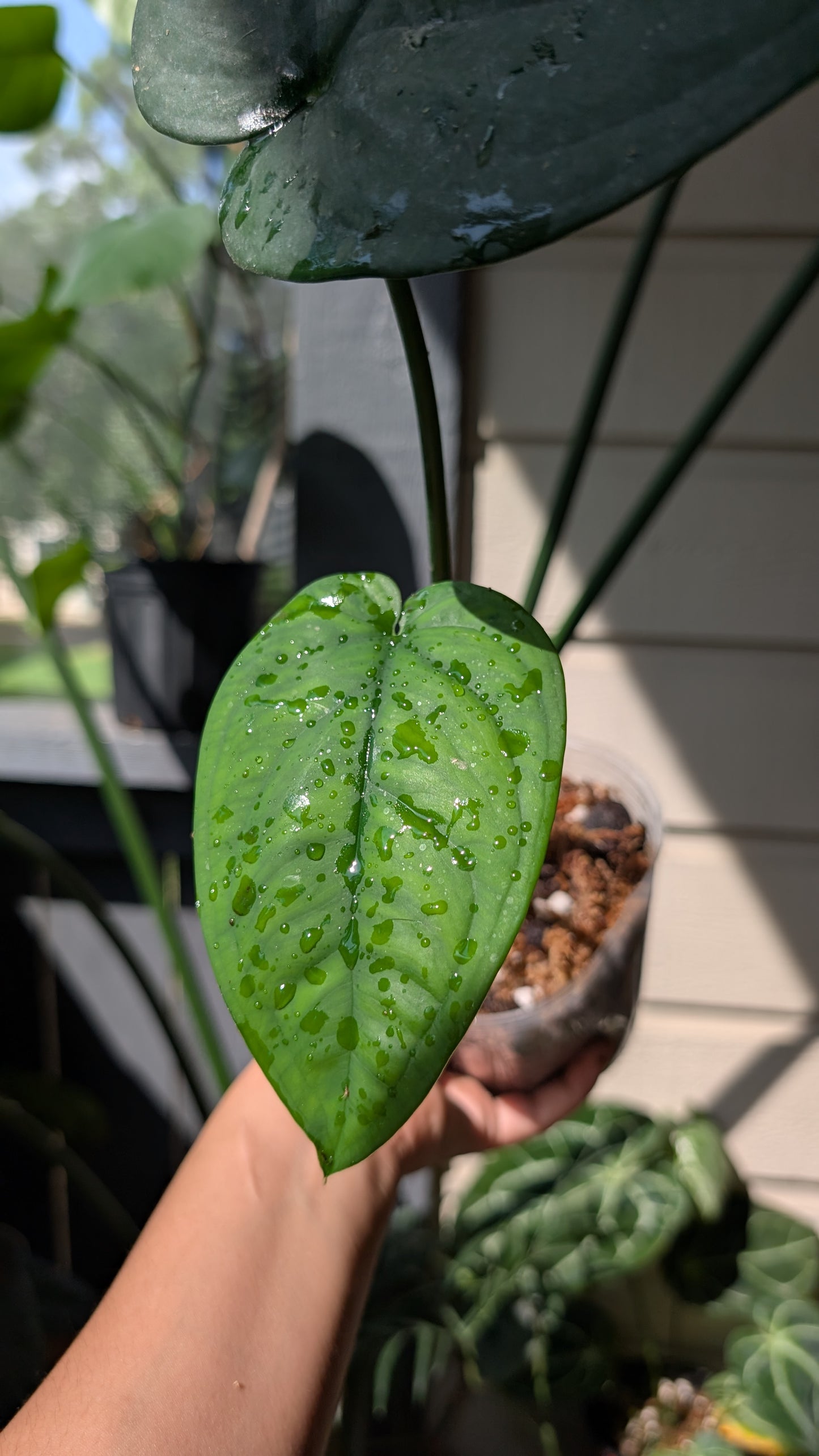 Syngonium Chiapense