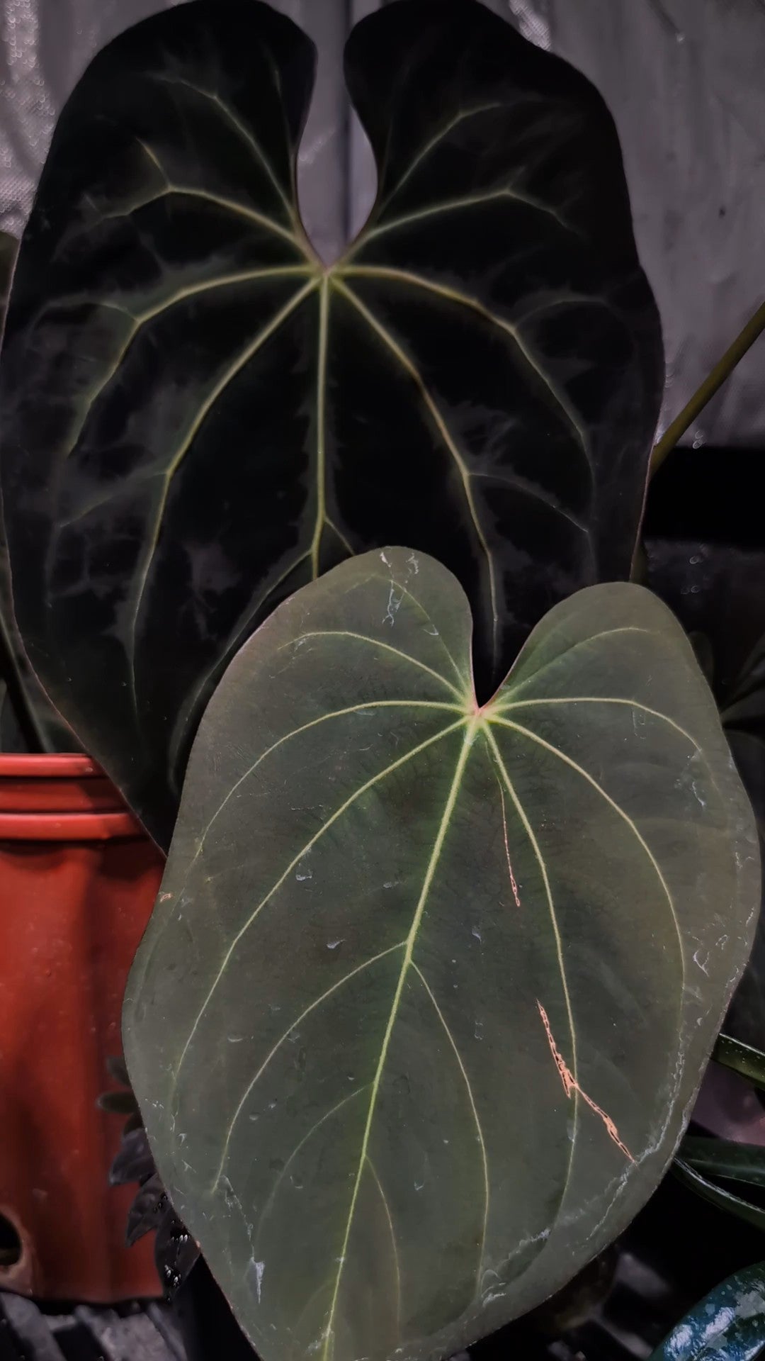 (Legend x Dark Pheonix) X Legend hybrid
