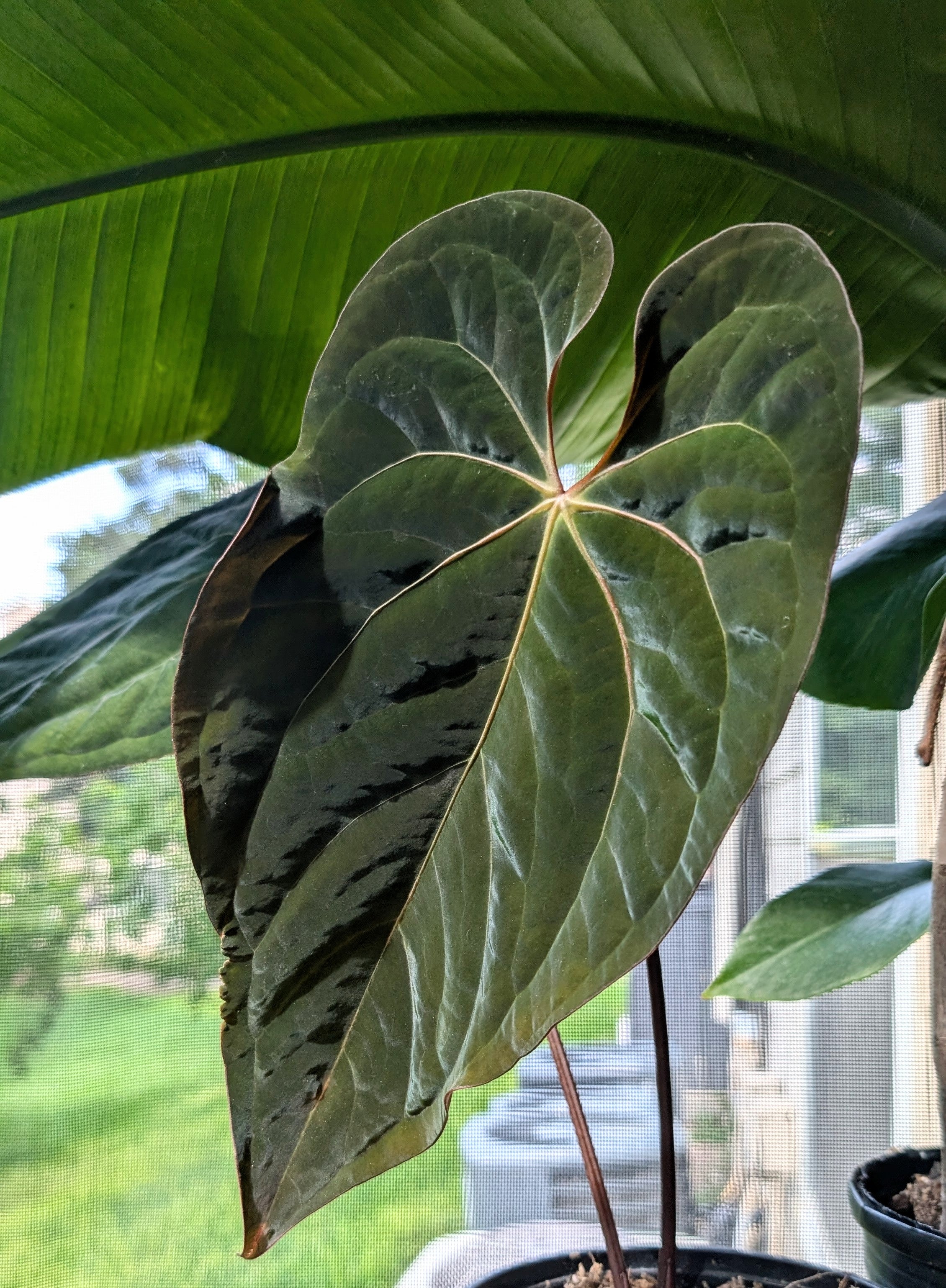 anthurium noid Anthurium Eleanor NOID X Rlfs – The Lovely Roots