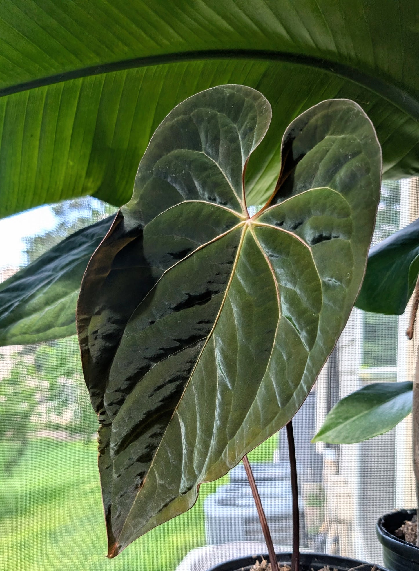 Anthurium Eleanor NOID X Rlfs
