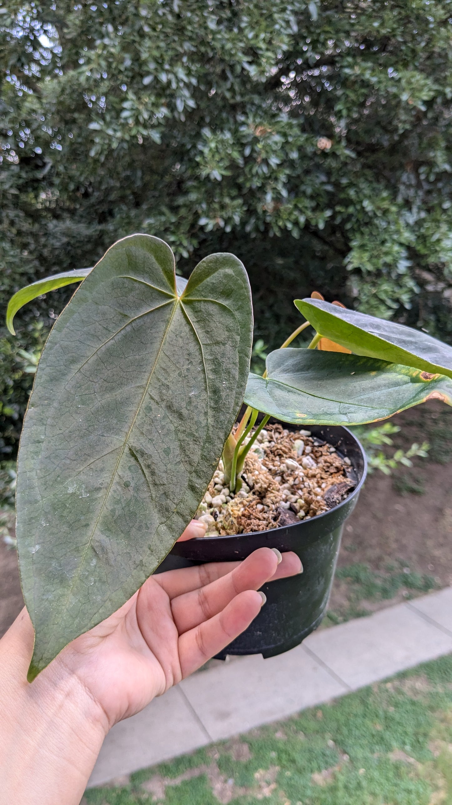 Dark Form Indo Portillae