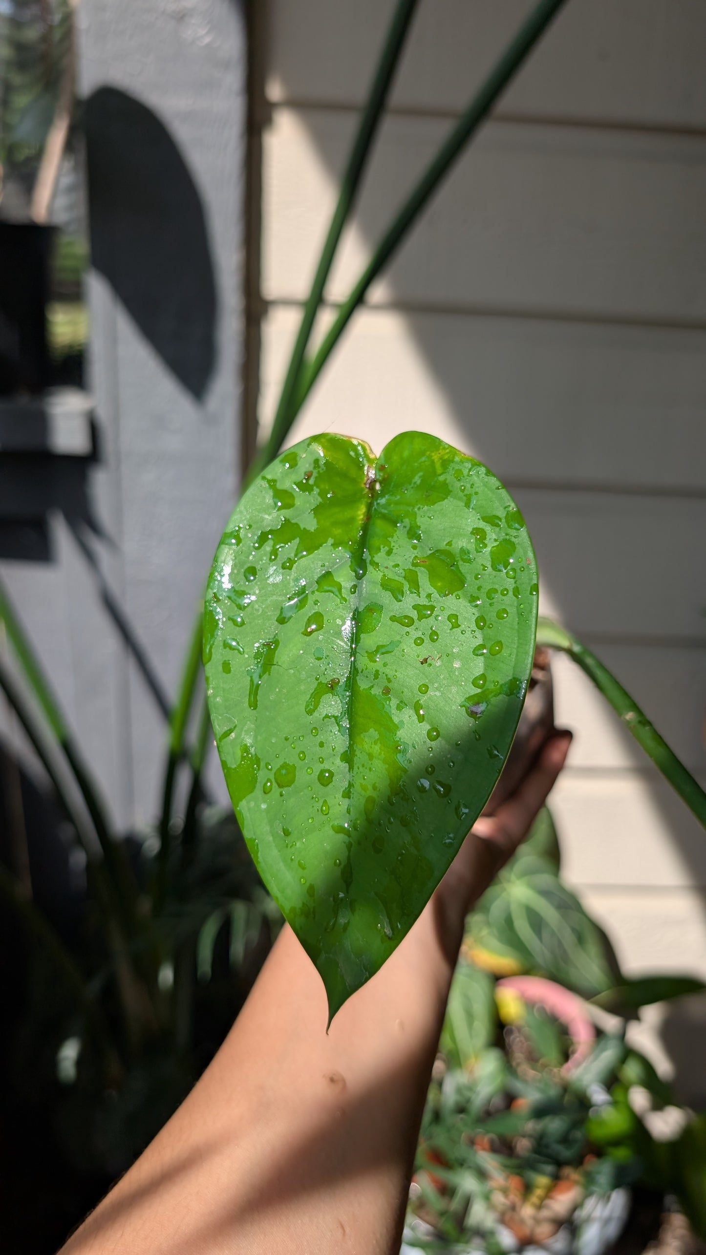 Syngonium Chiapense