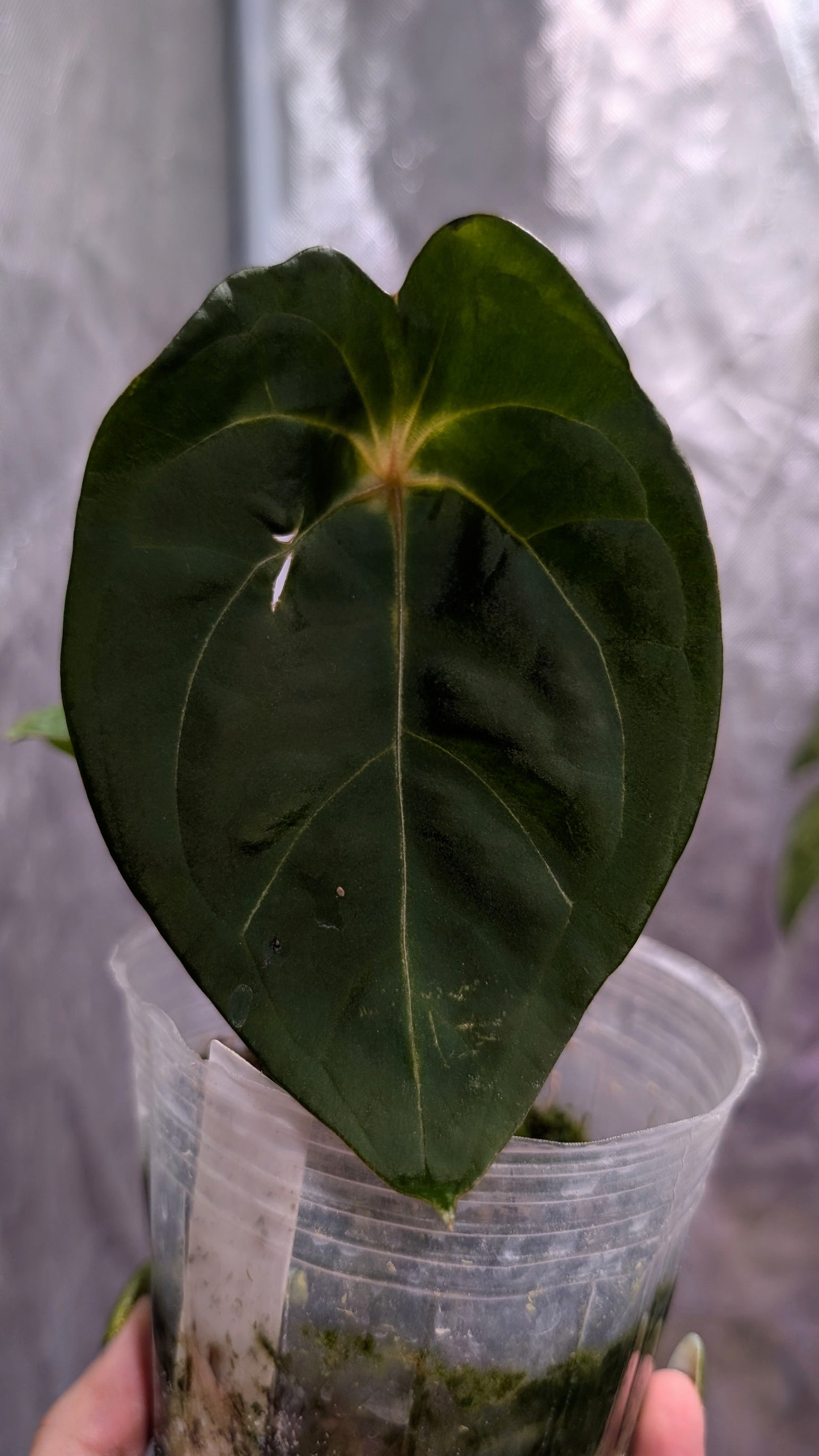 Forgetii x hoffmanii