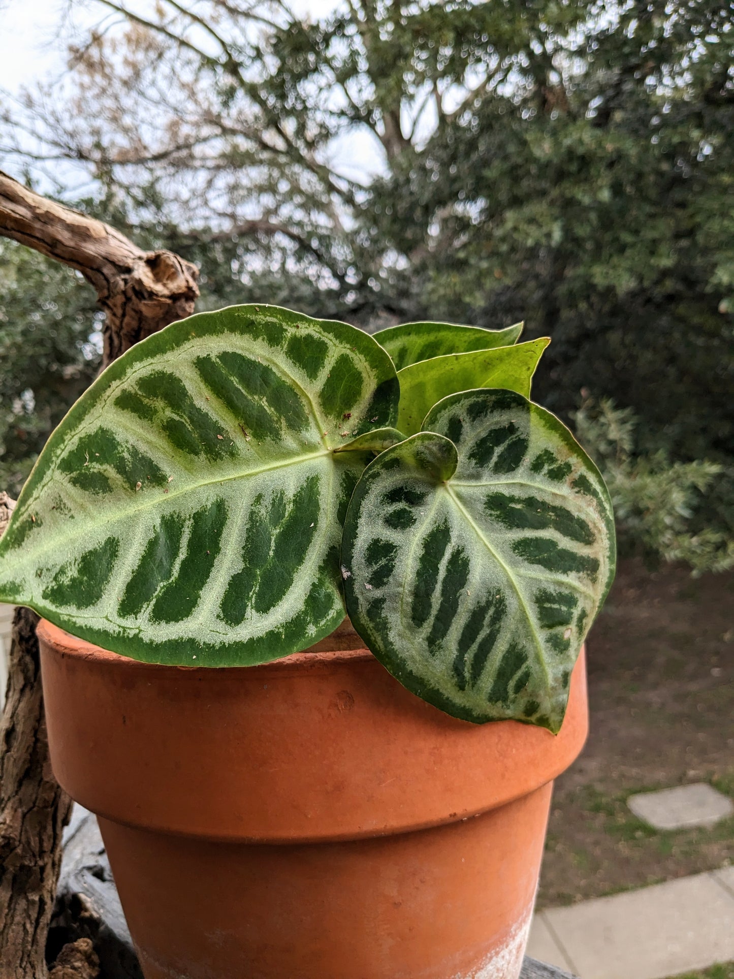 Anthurium Silver Blush