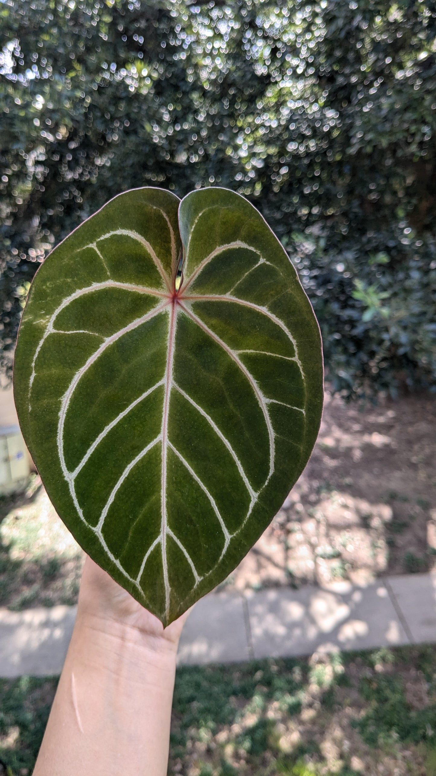 Silver blush x Red Crystallinum