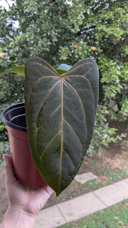 Indo Portilae x Papi Red Stem Starter