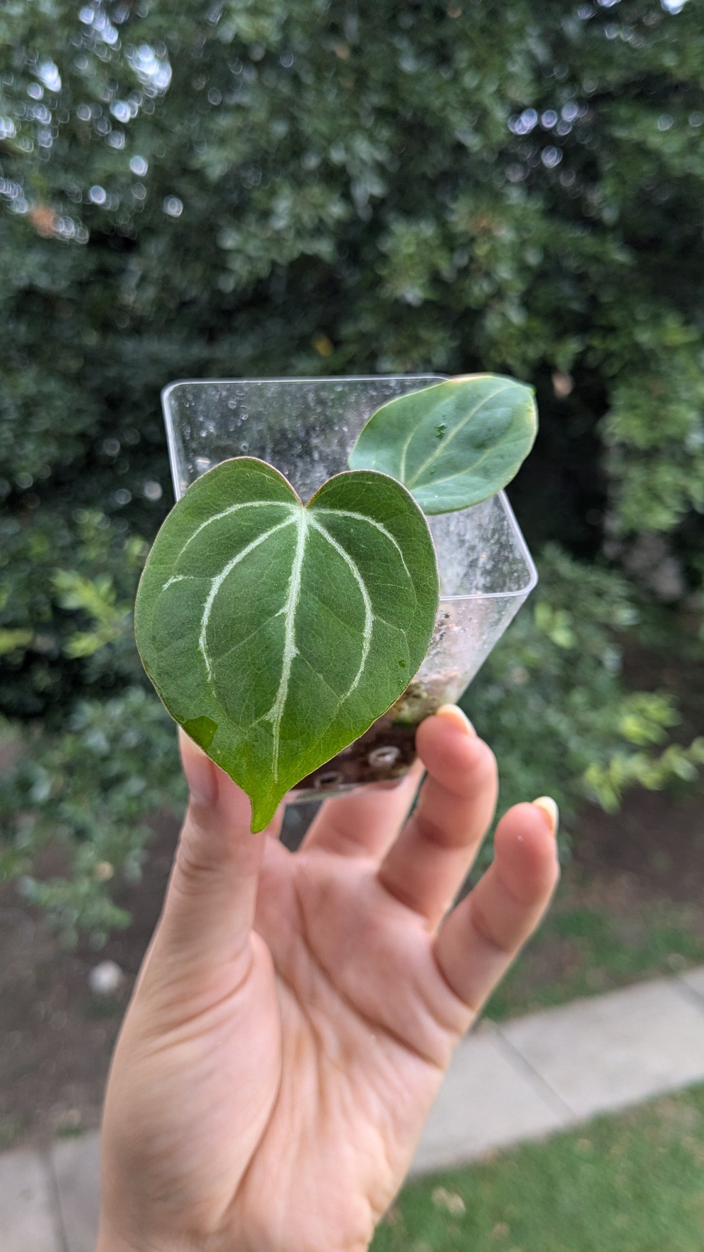 Crystallinum