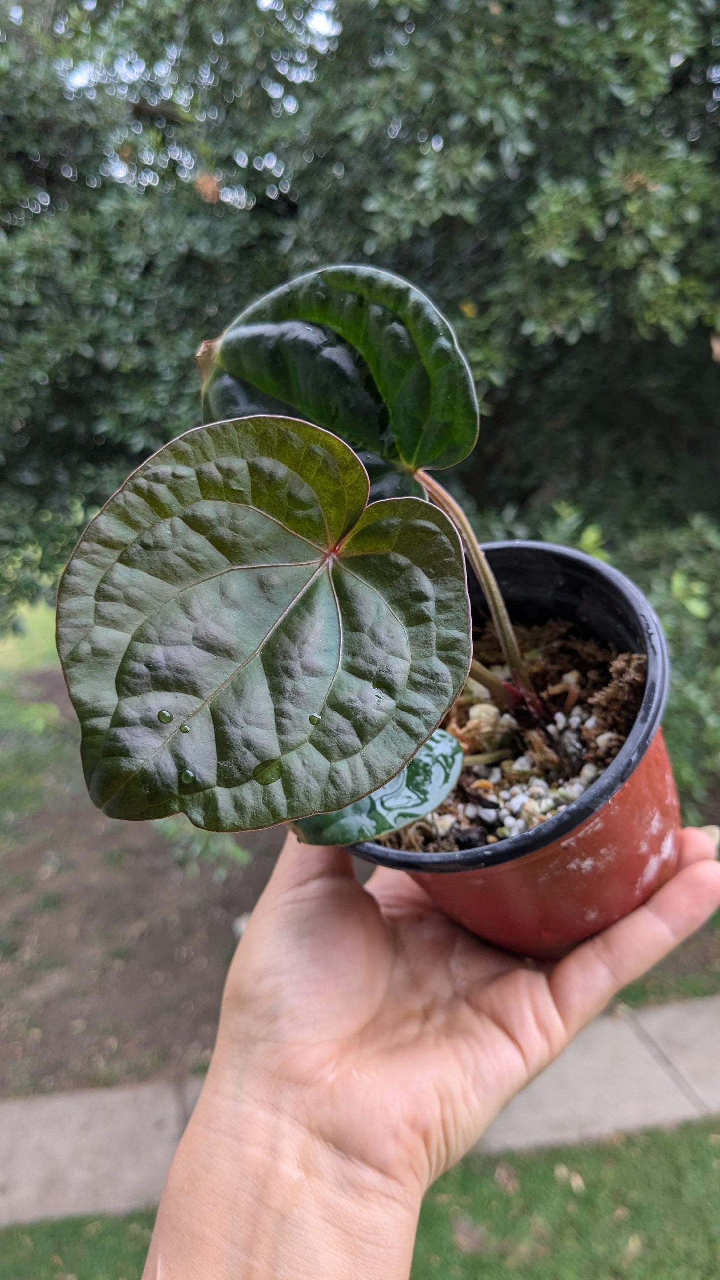 Red Crystallinum X Luxurians