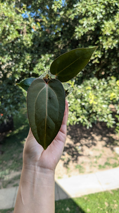 Indo Portilae x Papi Red Stem Starter