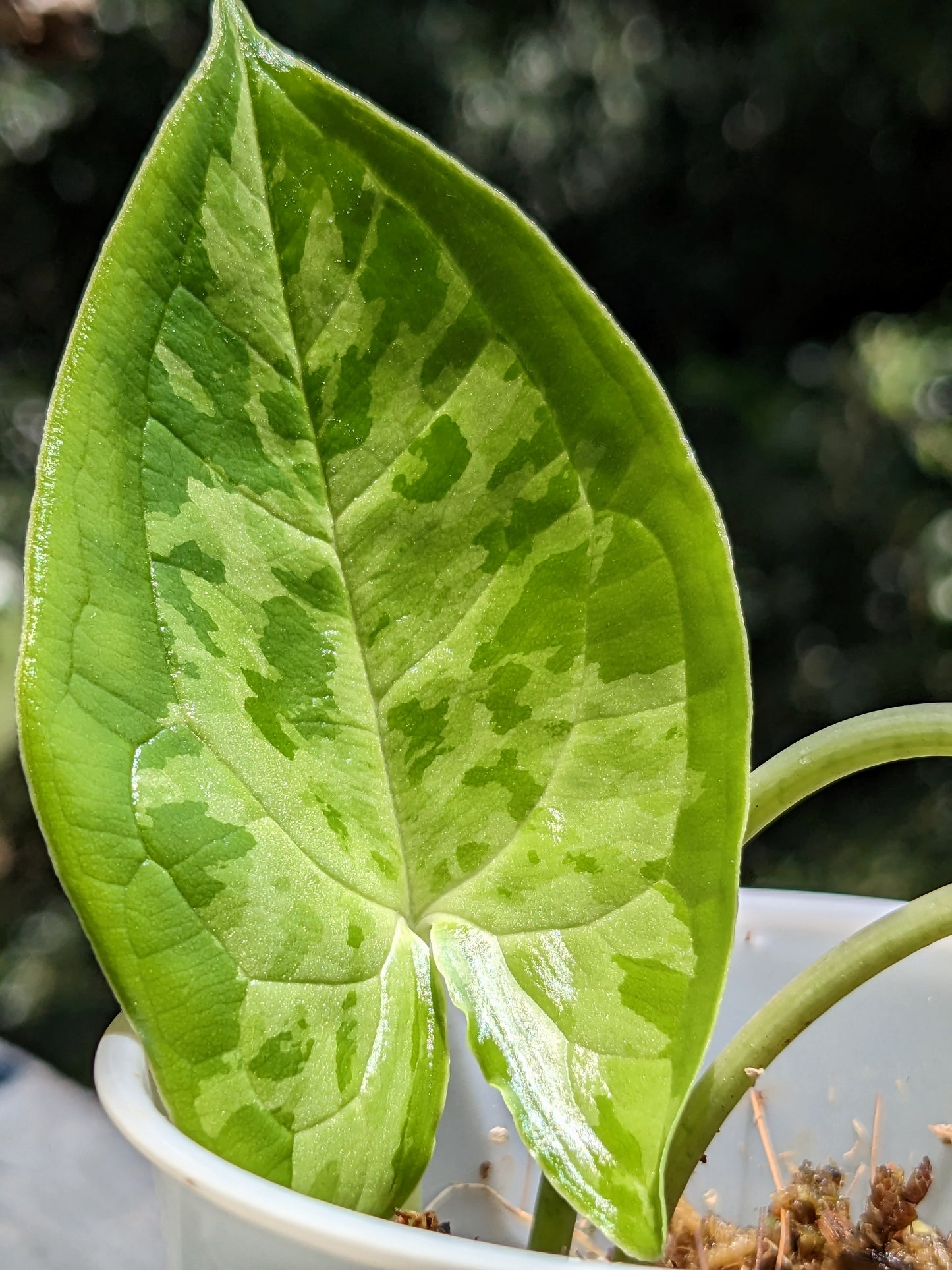 Hapaline Appendiculata Tricolor