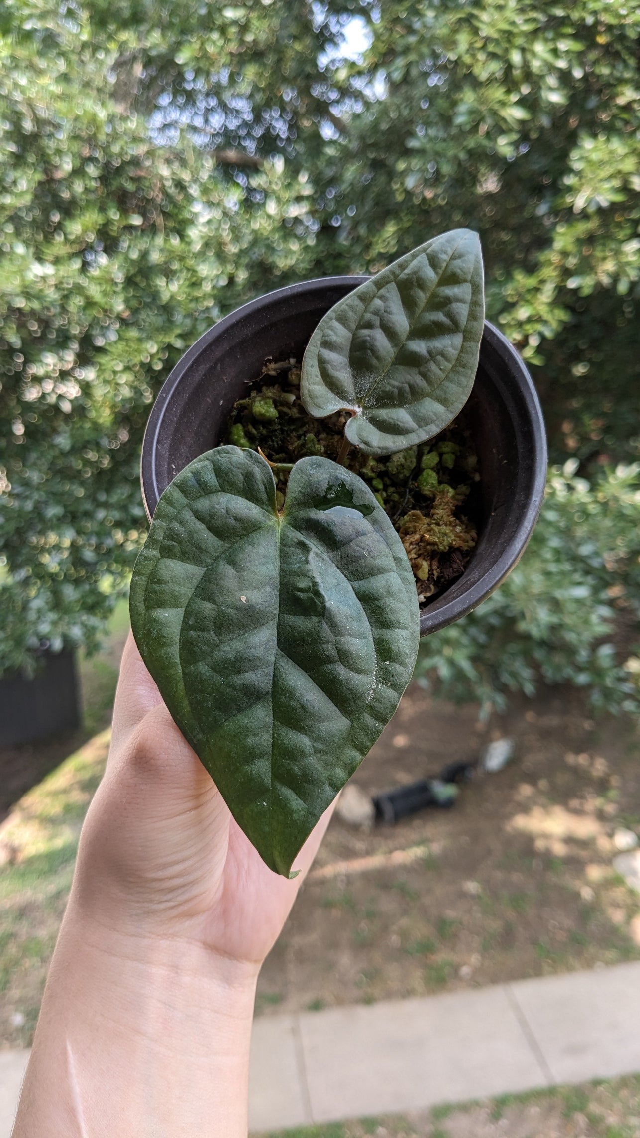 Forgetii x Luxurians