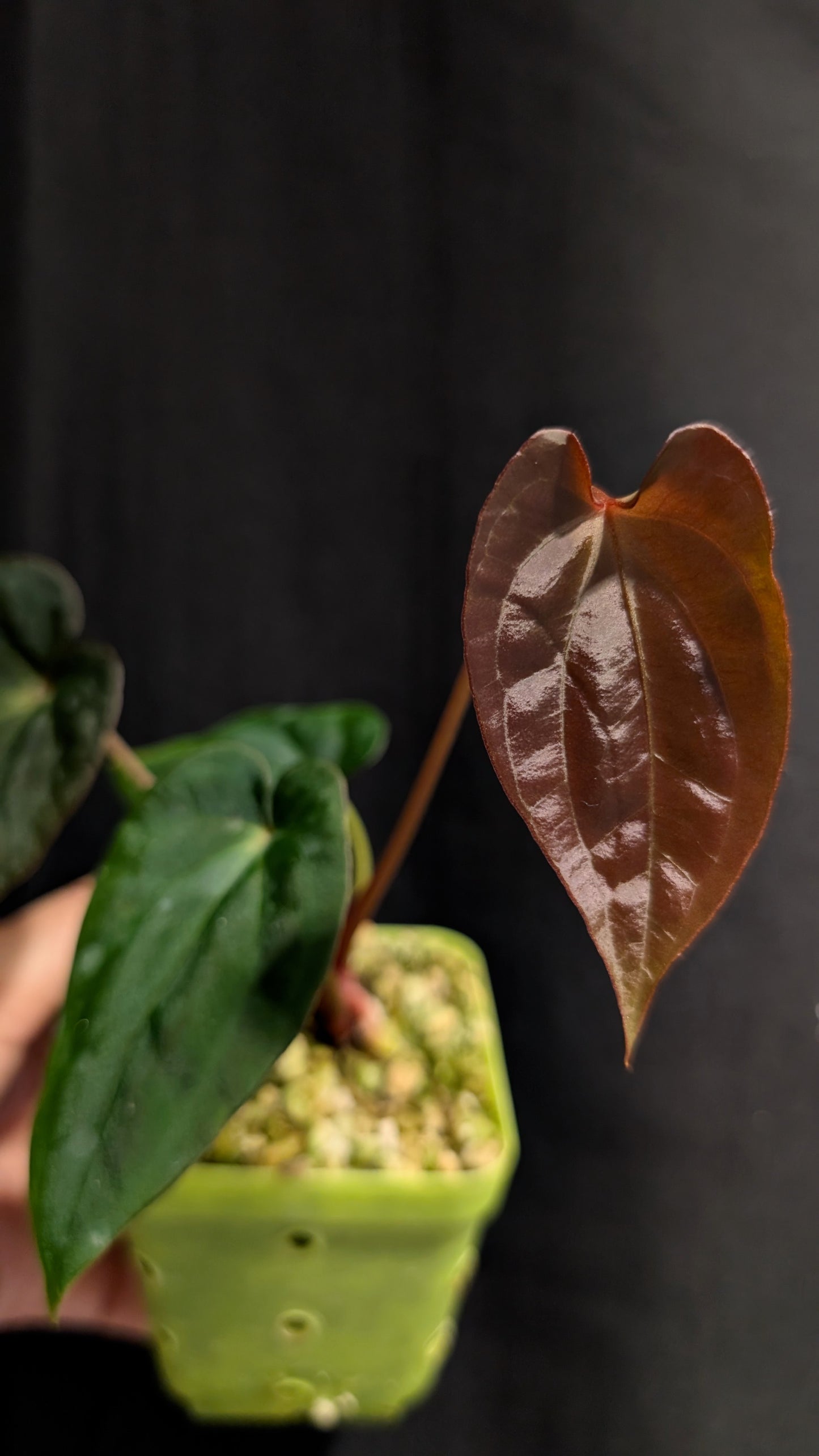 Spider Besseae X BVEP