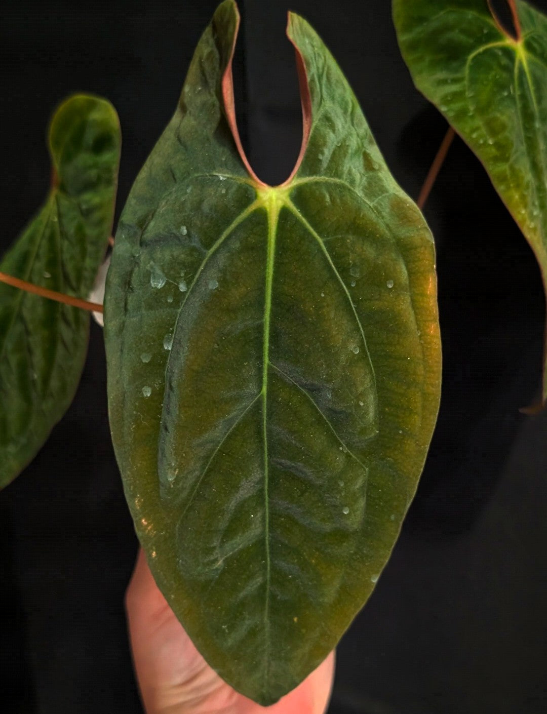 Papillilaminum Long x Long "bullet" F2