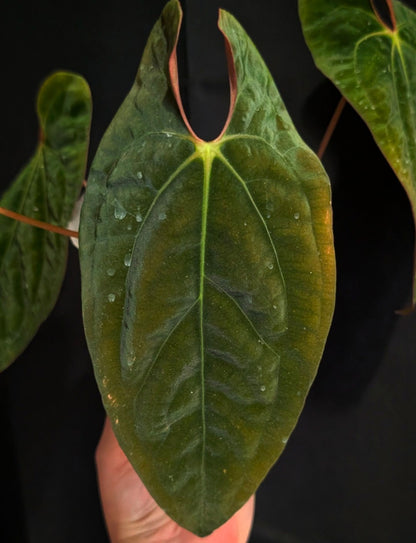 Papillilaminum Long x Long "bullet" F2
