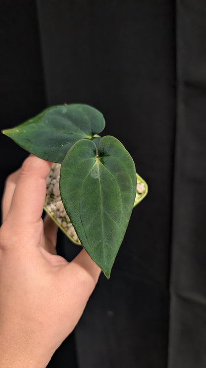 Spider Besseae X BVEP