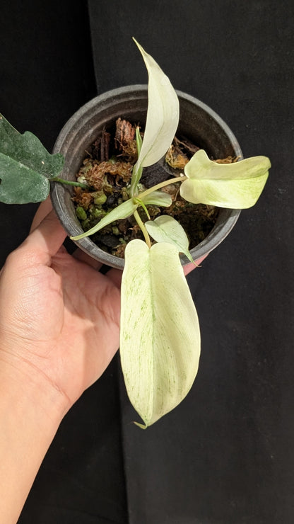 Philodendron Florida Ghost
