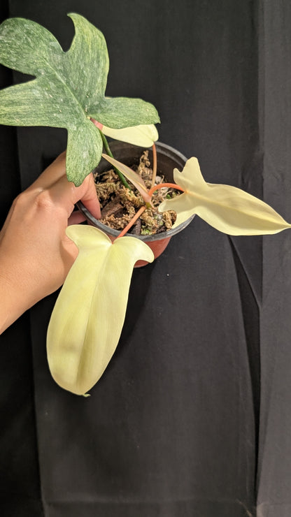 Philodendron Florida Ghost