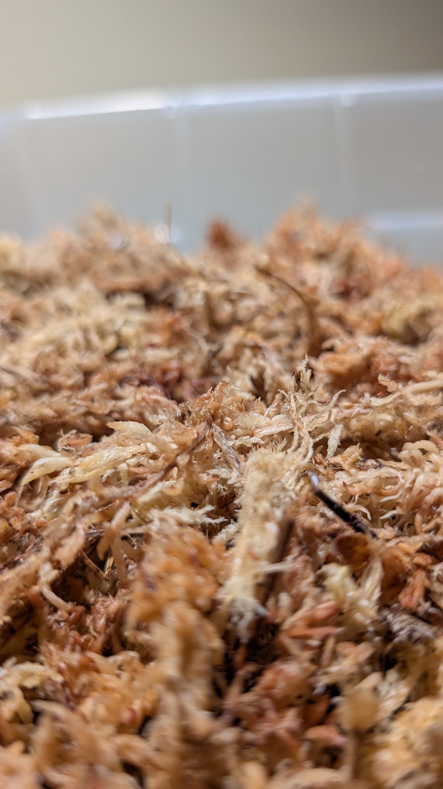 New Zealand Sphagnum Moss 100g