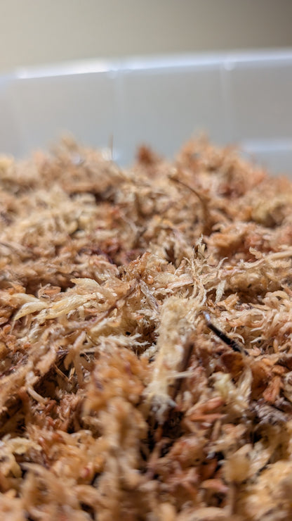 New Zealand Sphagnum Moss 100g