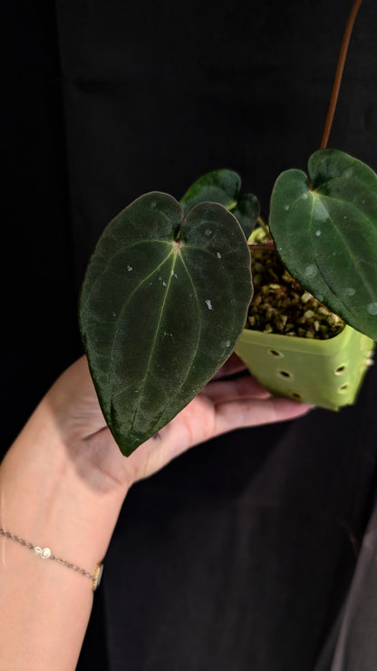 Spider Besseae X BVEP