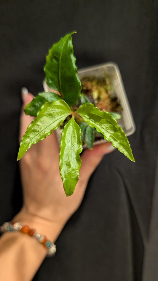 Anthurium Polyschistum