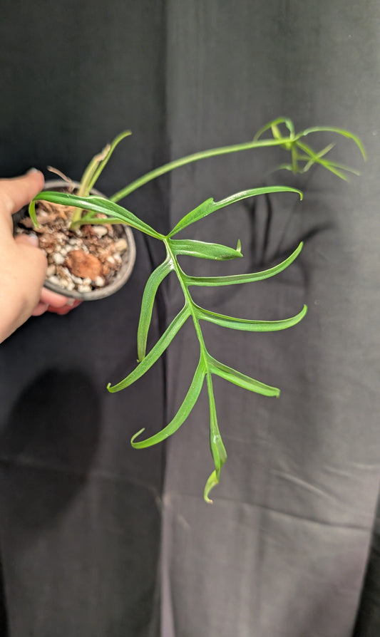 Philodendron Polypodioides