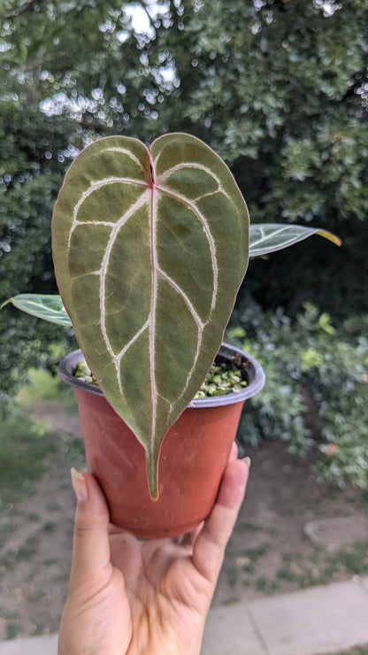 Silver blush x Red Crystallinum