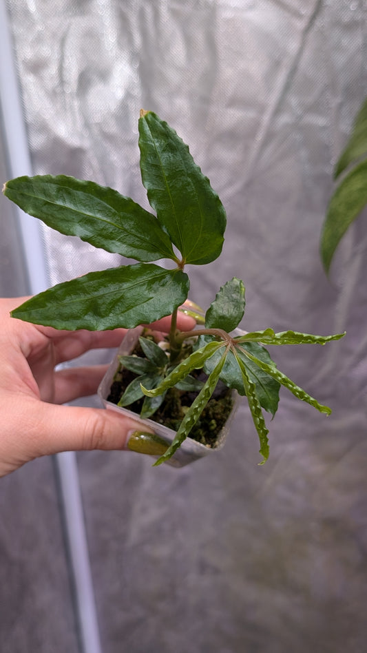 Anthurium Polyschistum