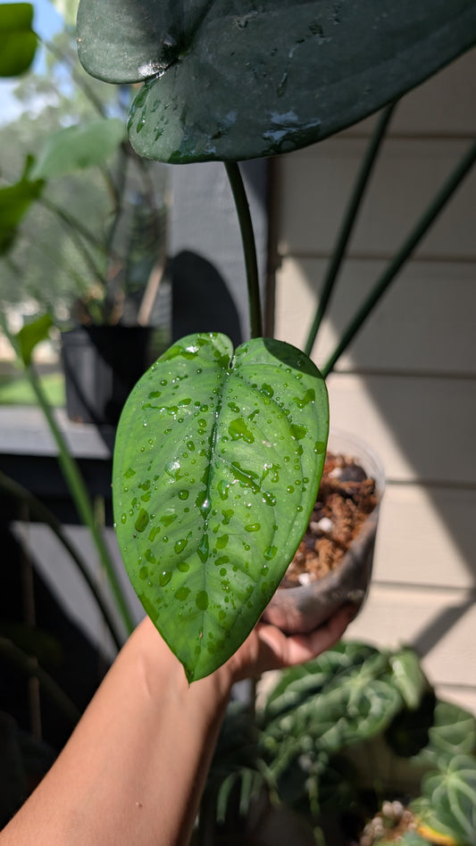 Syngonium Chiapense