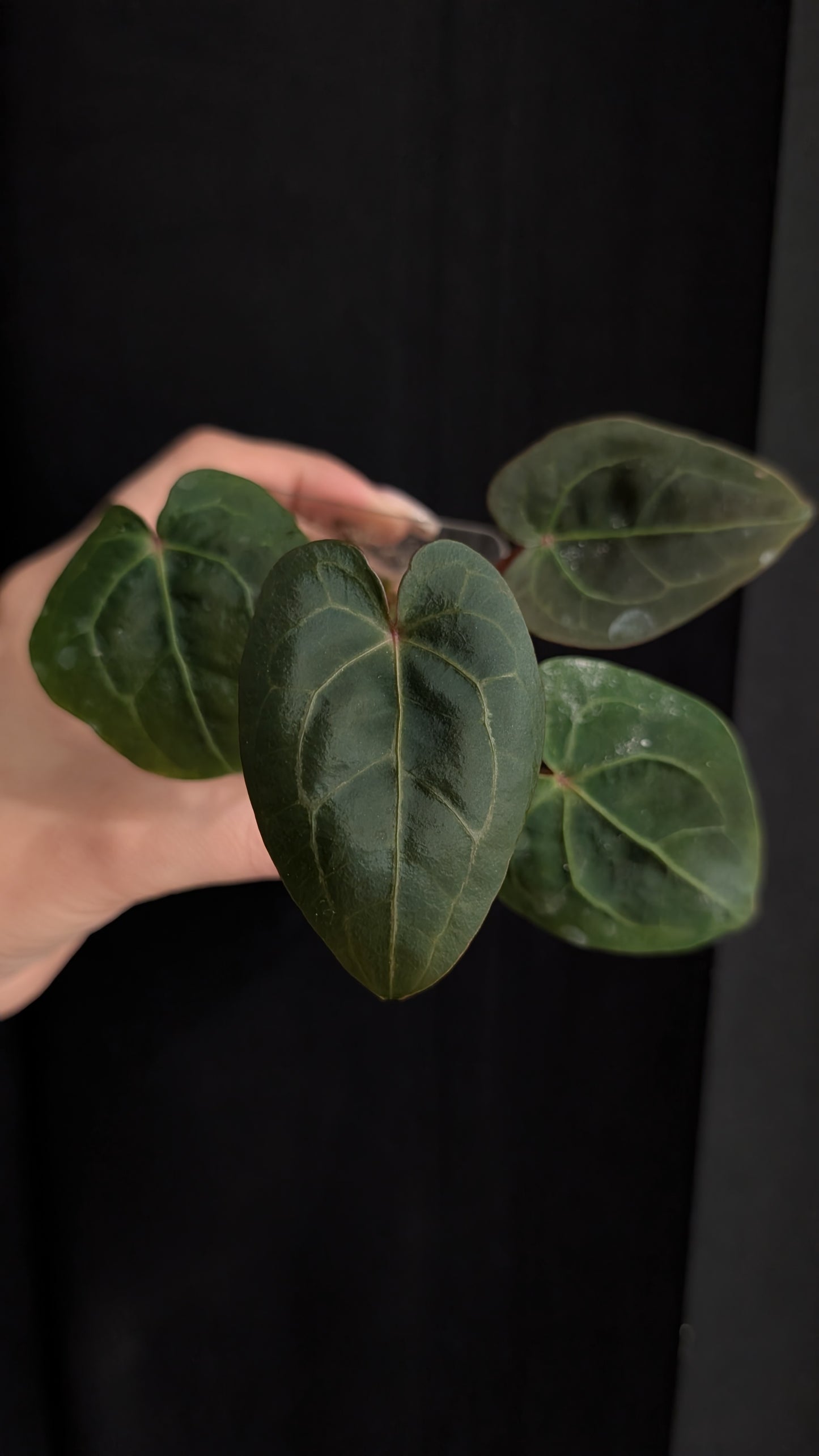 Anthurium Papi x Red Spider Hybrid