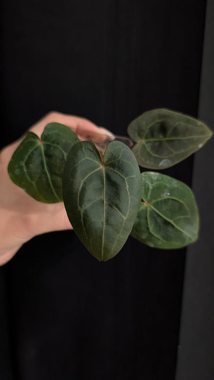 Anthurium Papi x Red Spider Hybrid