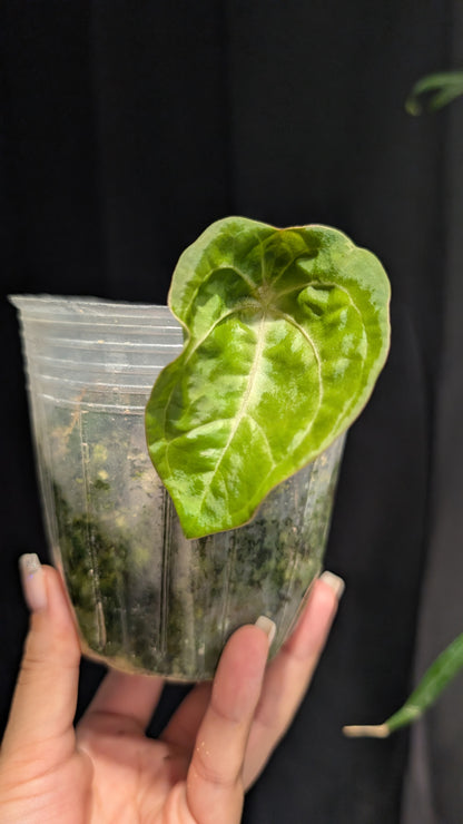 Forgetii x hoffmanii