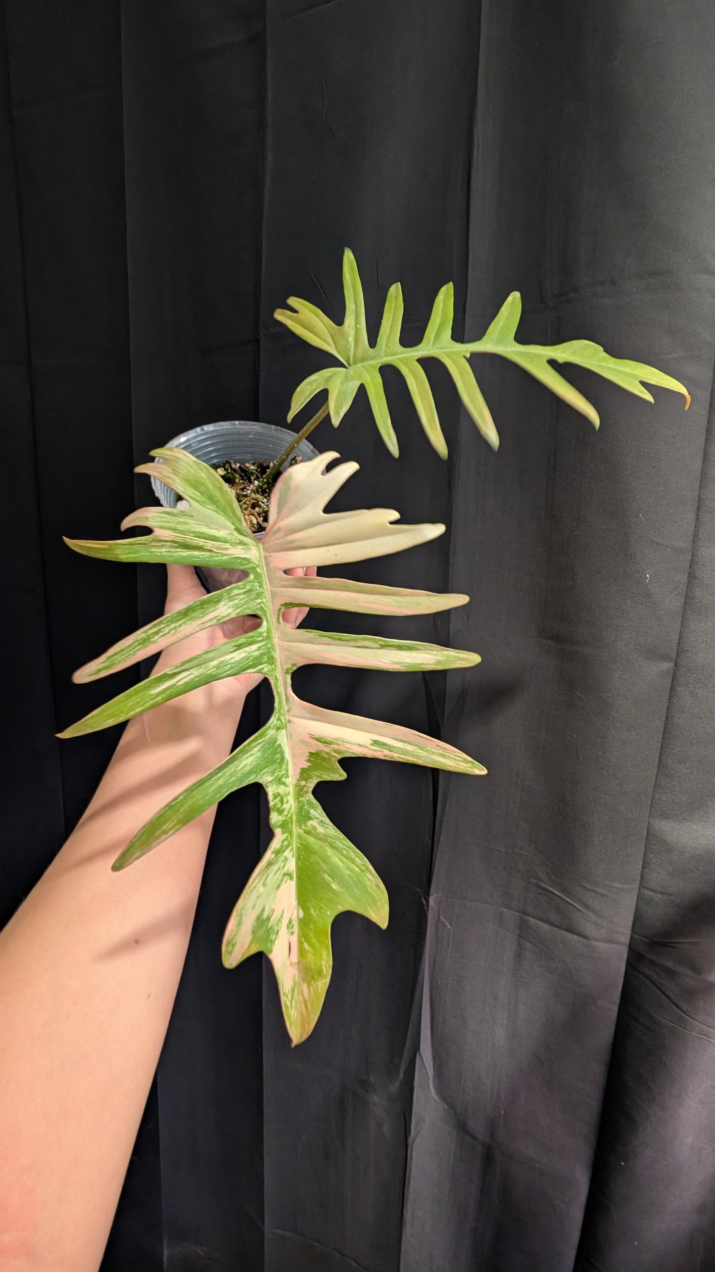 Florida beauty x tortum