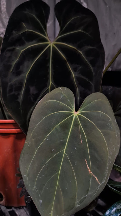 (Legend x Dark Pheonix) X Legend hybrid