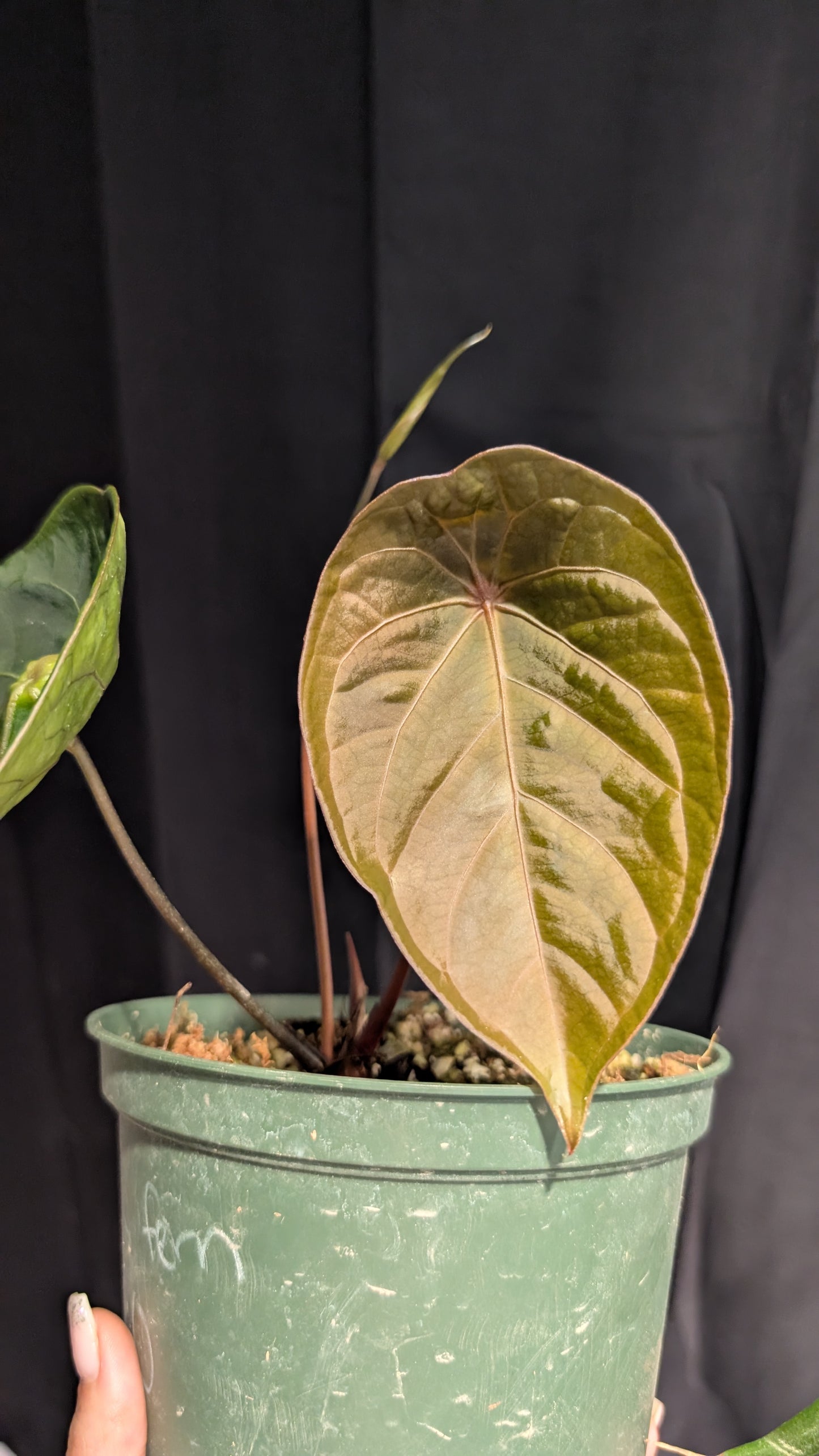 Forgetii x hoffmanii