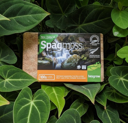 New Zealand Sphagnum Moss 100g