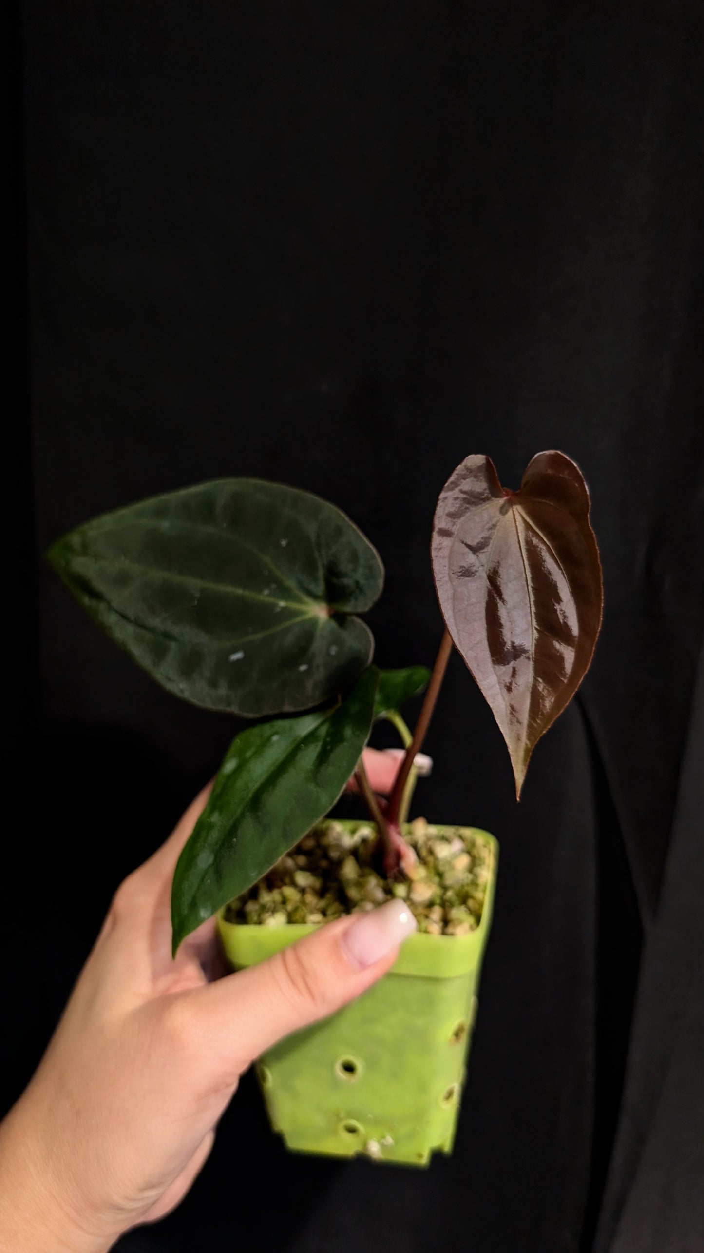 Spider Besseae X BVEP