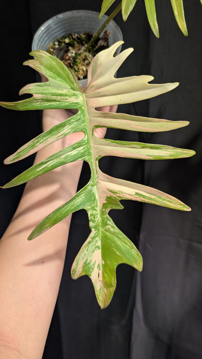 Florida beauty x tortum