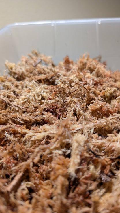 New Zealand Sphagnum Moss 100g