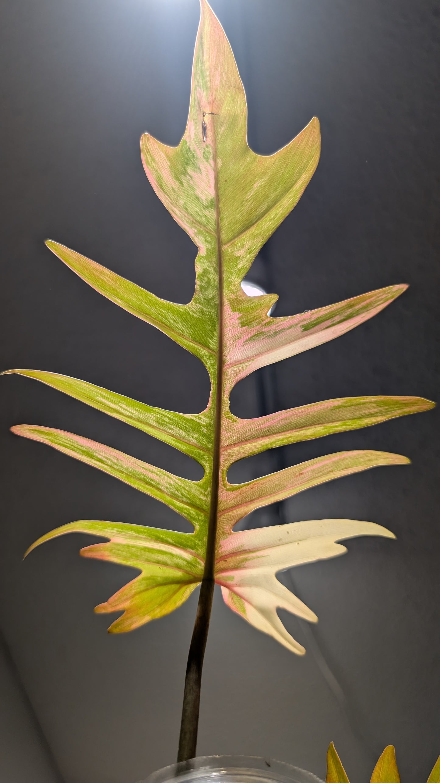 Florida beauty x tortum