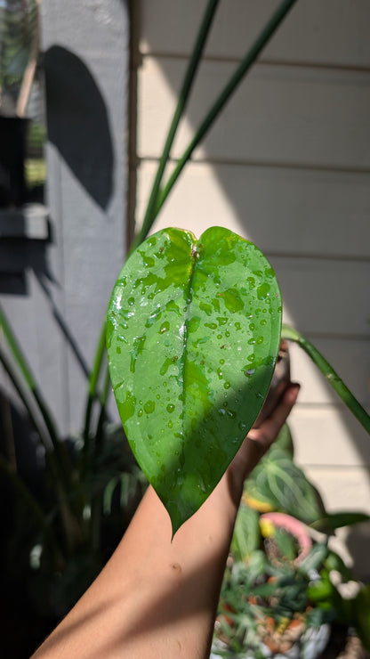 Syngonium Chiapense